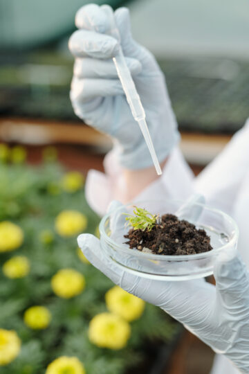 Gloved hands of biological researcher with dropper adding drop of experimental liquid substance into fertile soil sample